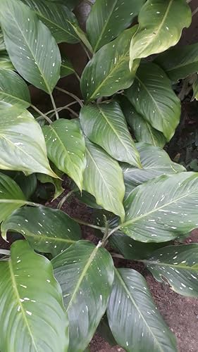 Folhas naturais de comigo ninguém pode