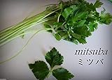 Mitsuba, Japanese parsley (1000 Seeds),Leaves, root and stems are used, ORGANIC