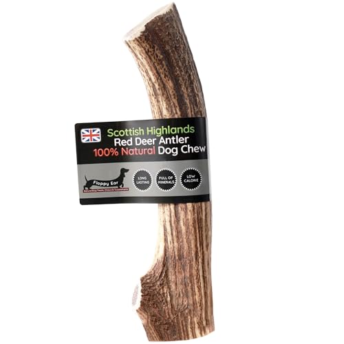 Scottish Deer Antler Dog Chews - Naturally Shed Long Lasting 100% Natural (Deer Antler Chew Large 160-200g)