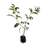ragnaroc Dwarf Firebush 10-12' (Hamelia Patens VAR. compacta) 1ct - Live Plant for Indoor Outdoor Use, Garden & Landscaping - Live Arrival Guaranteed