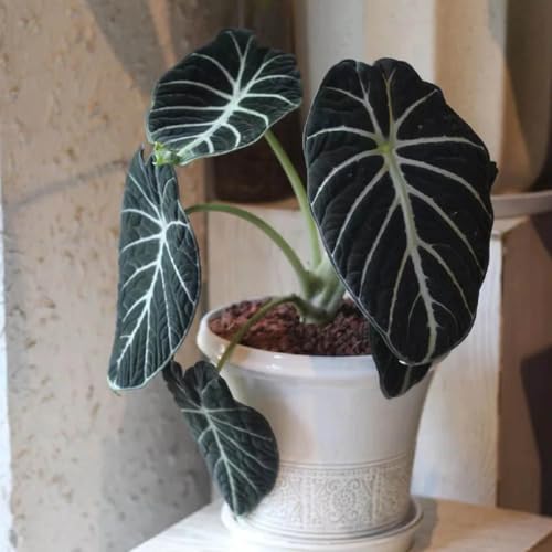 Semillas de alocasia - de balcón decorativas productos sostenibles interior fácil cuidado semillas exótico interior purificadoras aire resistentes en macetas 180pcs