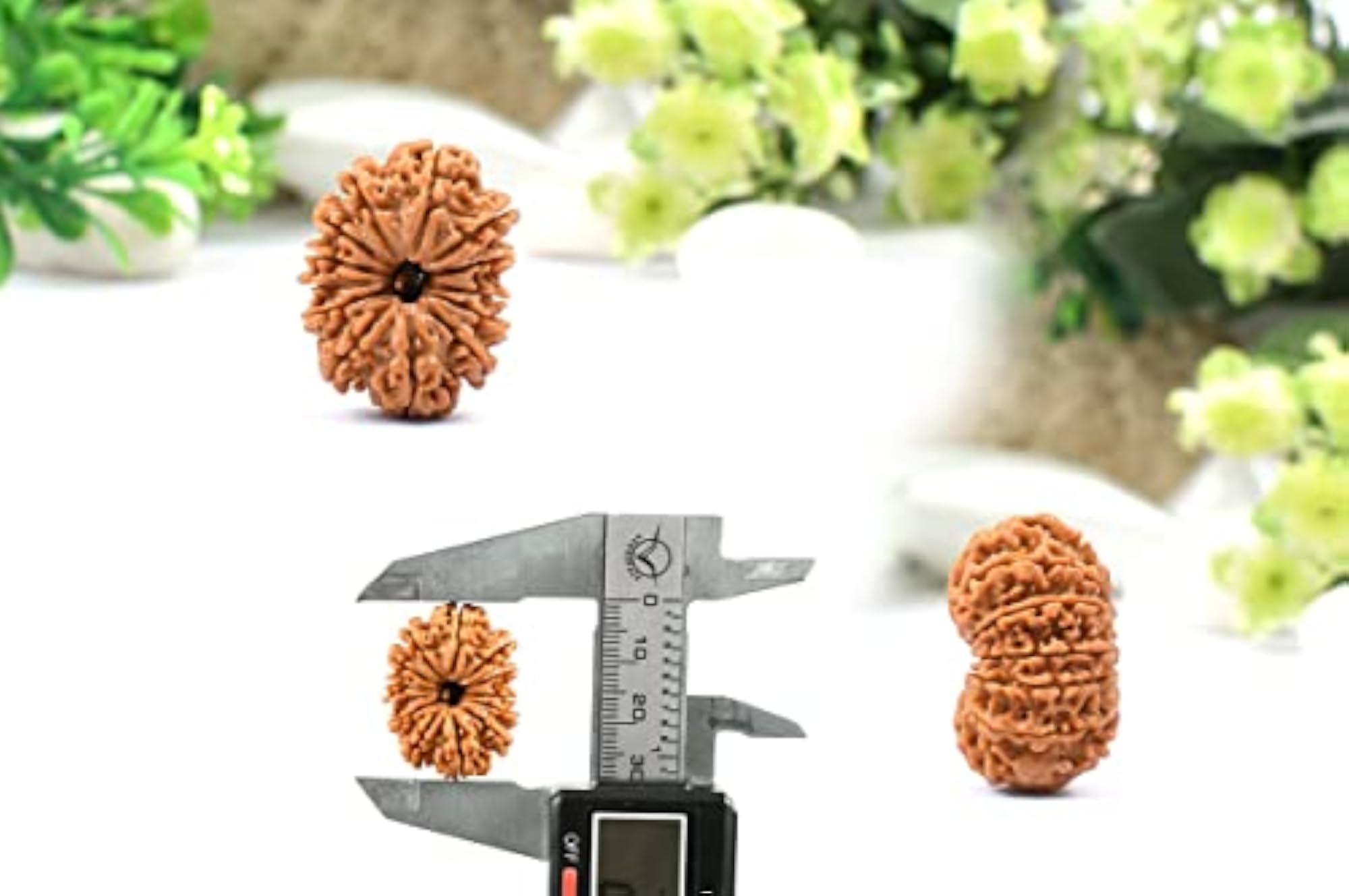 13 Mukhi Rudraksha Pendant, Original Certified