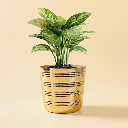 Image of Gold Ribbed Metal Planter Pot Decorative Indoor Flower Planter for Living Room & Tabletop Tabletop Home Decor Gifting (5 inch,Gold)