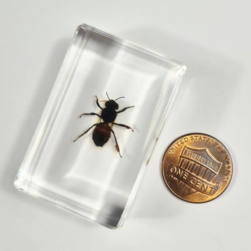 Image of 44mm Real Honeybee Honey Bee in Crystal Clear Lucite Resin Specimen Preserved Insect Taxidermy Crafts Collection for Biology Science Education & Desk Ornament Display Supplies Small Paperweight