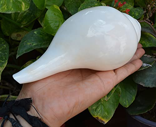 Shiva Lingam Shop 5.75