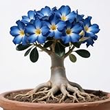 Valor ornamental: Tiene una forma única y se puede convertir en bonsái. Sus flores son hermosas y tienen un alto valor ornamental.