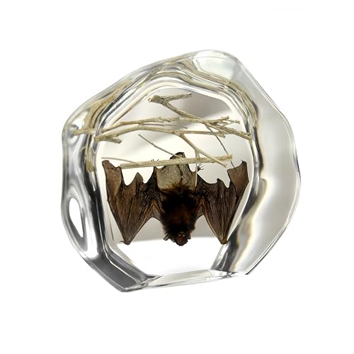 Taxidermy Bat,Real Taxidermy Bat,Taxidermy Bat in Resin,Oddities and Curiosities Halloween Decor Bat Specimen for Science Classroom Specimens Education,Memorial Gift for Women,Collectable Insect Decor