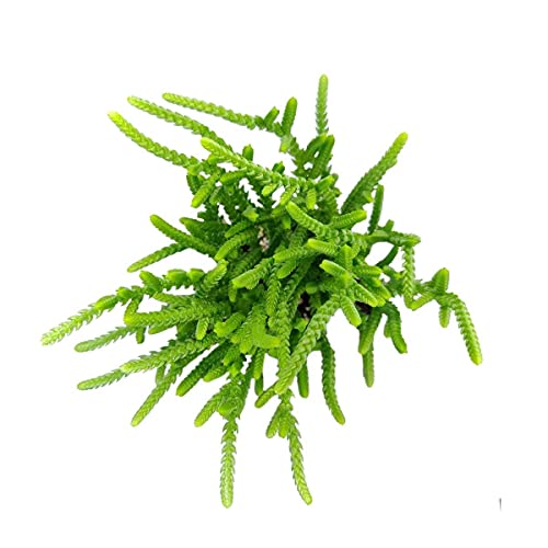 Crassula Watch Chain 2 Inch - Unique Collection Of Live Crassula Succulents Easy To Grow Indoor House Plant, Fully Rooted In 2/4/6 Inch Size #TOP1