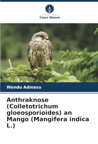 Anthraknose (Colletotrichum gloeosporioides) an Mango (Mangifera indica L.)