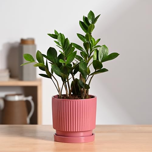 Image of UGAOO Roma Ceramic Flower Pot for Table & Desk, 5 Inch - Magenta