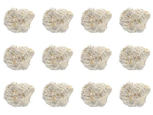 EISCO 12PK Raw Volcanic Tuff, Igneous Rock Specimens - Approx. 1