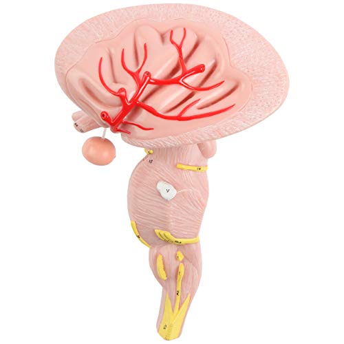 Axis Scientific Enlarged Brain Stem Anatomy Model, 2 Parts