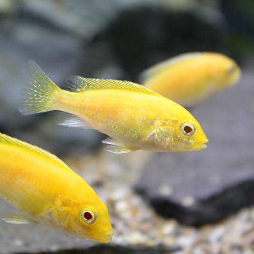 (熱帯魚)ラビドクロミス・カエルレウス(6匹) 北海道・九州航空便要保温