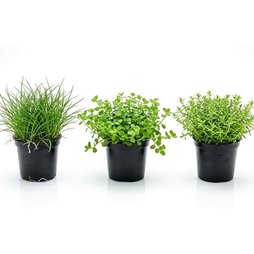 Kit 3 Piante Vere Acquario Effetto Prato e Sfondo Ideale per Principianti | Set Piante Vive per Qualsiasi Acquario d'Acqua Dolce e Aquascaping: Lilaeopsis, Micranthemum e Hemianthus Micranthemoides