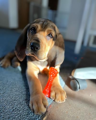 Nylabone 984680 Kühlender Kauknochen für Welpen, Lamm- und Apfelgeschmack, einfrieren zur Beruhigung des Zahnfleisches beim Zahnen, Größe S (bis 11 kg ohne ausgewachsene Zähne), 70 g