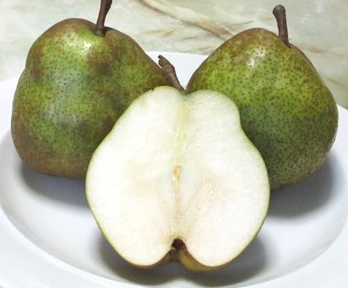 m yؑt[cz mȂ EtX ƒp 󂠂 5kg R`Rs tXs11/{`11/{oׁt