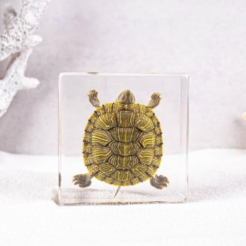 Image of Taxidermy Octopus Turtle Starfish Shells, Oceans Animals Specimen in Resin for Closer-Look & Study, Science Classroom Specimens, for Home Office Decor Ornament, Unique Amazing Gift (3.0x3.0x0.8-inch)