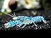 Aquatic Arts Blue Brazos Crayfish (Male/Female Pair) - Live Freshwater Aquarium Lobster/Crawfish/Crawdad/Real Living Nano Fish Tank Pet
