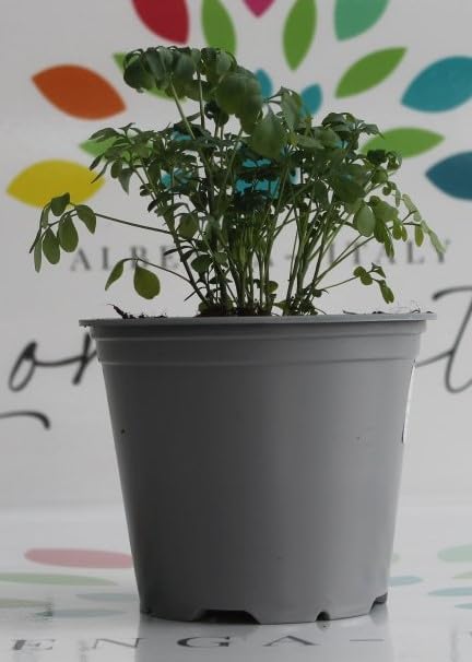 PIANTA DI RUTA SU VASO 14 IN CONFEZIONE DA 2 PEZZI