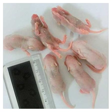 Amazon 冷凍ピンクマウス L 10匹 オリジナル 観賞魚 水中生物 通販