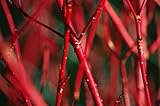 How Long Does a Dogwood Tree Endure? 6 41rM3iOZ3mL. SL160