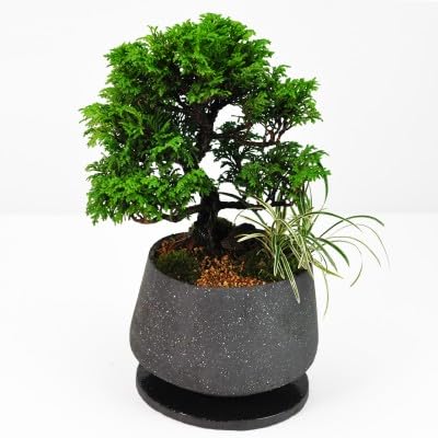 コンクリート製小型盆栽 Mini bonsai with stones made from inexpensive materials [Bonsai Q