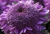 Saavyseeds Extreme Purple Chrysanthemum Seeds - 55 Count