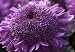 Saavyseeds Extreme Purple Chrysanthemum Seeds - 55 Count