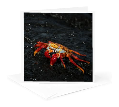 3dRose Sally Lightfoot Crab, Galapagos Islands, Ecuador. 1 Greeting Card with envelope