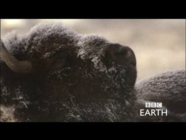 Amazon.com: Yellowstone: Battle for Life (SD) [DVD] : Peter
