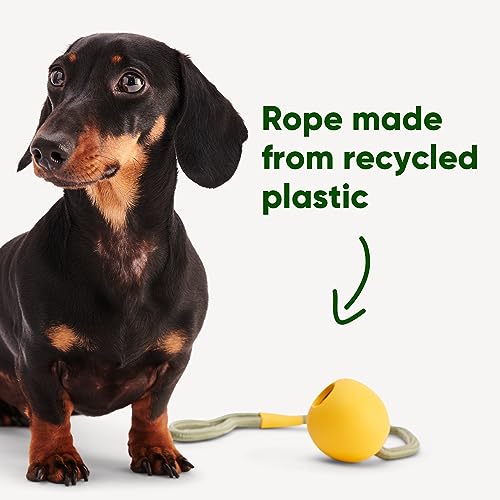 Beco Hundespielzeug - Naturkautschukball an einem Seil Spielzeug für Hunde - Orange