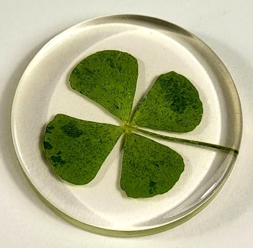 Image of 33mm Real Four Leaf Clover Shamrock in Round Crystal Clear Lucite Resin Token Specimen St.Patrick's Day inchLucky Leaf inch Coin Gift Crafts Collection for Botany Science Education & Desk Ornament Display