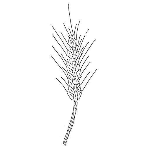 Rubber Stamp Single Wheat Handmade Products