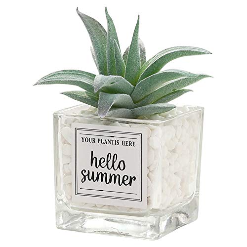 ThreeH Mini Glass Bonsai Cute Artificial Suculenta Planta en Maceta Adornos de Escritorio