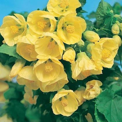 BeGrin Yellow Lantern Hibiscus live Plant Little Sunshine Lucky Joba Lanthana Hanging Hibiscus schizopetalus Spider Hibiscus Fringed rosemallow Japanese Lantern Coral Hibiscus live Plant Healthy Tree (B0D16581WW) Amazon Price History, Amazon Price Tracker