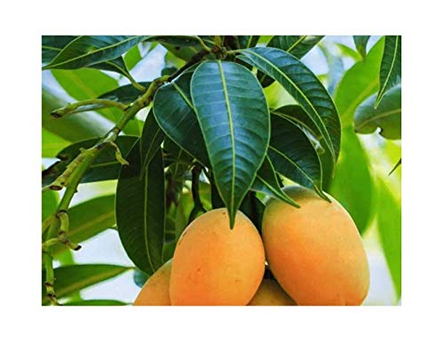 Modern Plants Live Amrapali Mango/Aam Fruit Plant - 1 Healthy Plant ...
