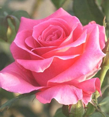 Bryncir Garden Centre Garden Roses, Vibrant Colourful Perennial Shrub. (Eifel Tower (Pink Hybrid Tea))