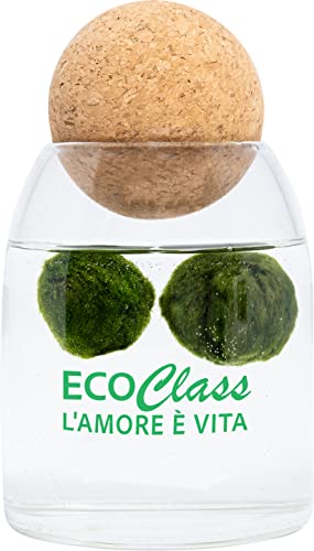 2 Marimo selezionati da 2-4 cm in vaso Feng Shui da 500 ml con tappo in sughero sfera per massaggio yoga