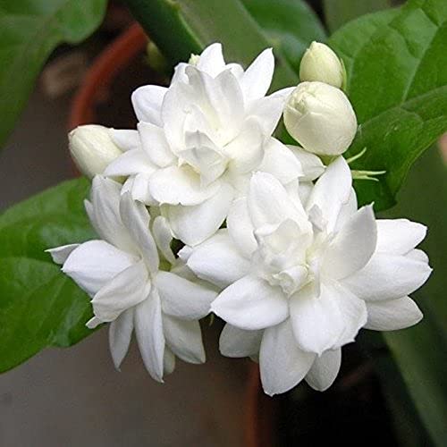 Aiden Gardens Jasmine Flower Plant Rare Arabian Mogra Fragrant Flowering Plants Live Border Garden Plant 1 Healthy Live Plant (B0966ZN11D) Amazon Price History, Amazon Price Tracker
