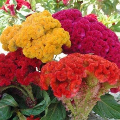 See full amazon price history chart for Audbhidhi Cockscomb Seeds Hybrid Mixed Flower Seeds For Summer Season Outdoor Gardening pack of 50 seeds Audbhidhi Cockscomb Seeds Hybrid Mixed Flower Seeds For Summer Season Outdoor Gardening pack of 50 seeds (B0BD54GZ3G) Amazon Price History, Amazon Price Tracker