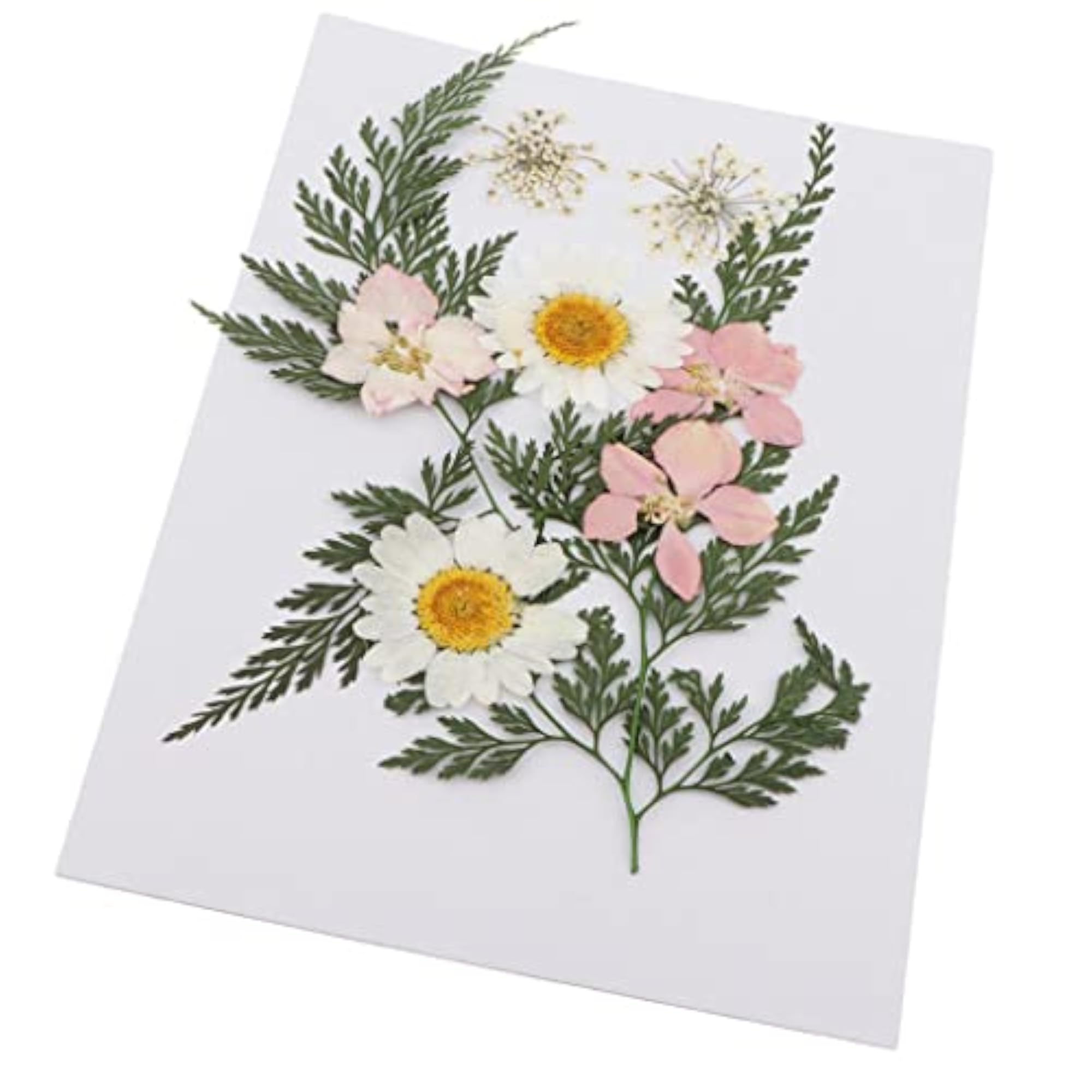 Pressed Leaves Natural Dried Flowers for Scrapbooking Cards