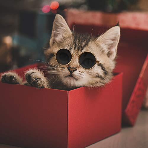 Óculos de sol Frienda 6 peças engraçados e fofos para cães pequenos clássicos retrô circular metal P