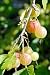 -Red- PIXWELL GOOSEBERRY Great in Pies, Jams Jelly & Fresh 15+Seeds by seeds-a-plenty
