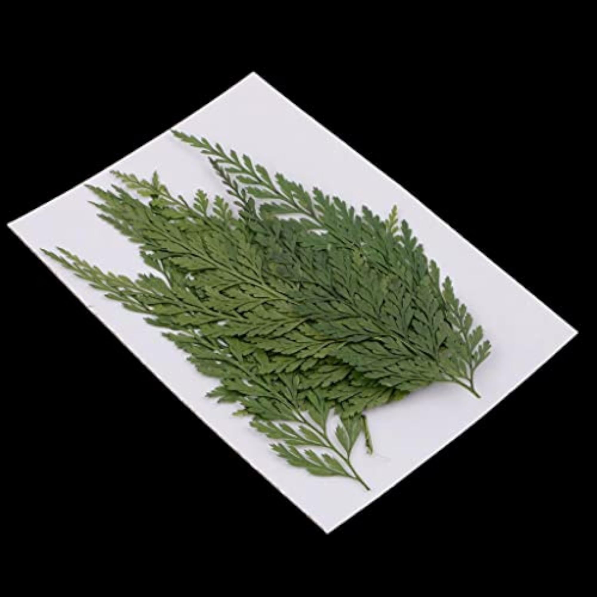 12 Pieces Real Pressed Leaves for Card Making & Crafts