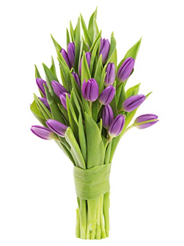 KaBloom-20 Purple Tulip Bouquet,Flowers for Valentine, Mother's Day