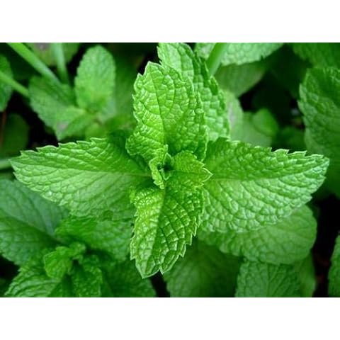 Large Mint Herb Plant in 14cm Pot Cover