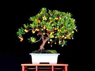 Semi freschi - Strawberry Tree - Arbutus UNEDO - 30 semi di - semina tutto l'anno