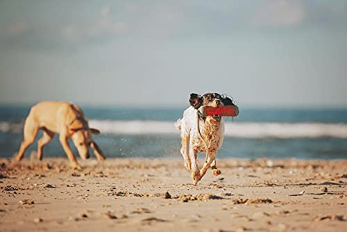 Chuckit! Amphibious Bumper Dog Toy with Rope Floating Fetch Water Toy for Land and Water Holiday Toy for Dogs – Medium - Image 6