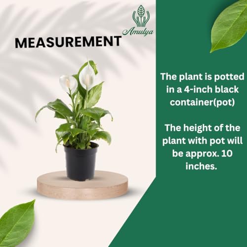 Image of Amulya FARMS & NURSERY Air Purifying White Peace Lily (Spathiphyllum) Indoor Live Plants for Living Room, Home, Office, Table, Desk Decor items | Small Size - Black Pot Included (Single Lily)