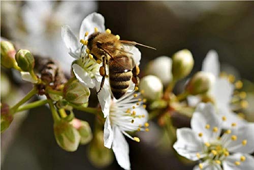 nobrand Bee Honey Bee Insect Pollen Nectar Painting by Numbers DIY Unique